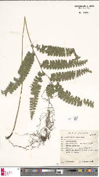 Image of Lindsaea lancea