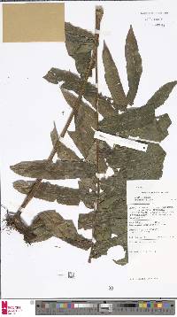 Image of Lomagramma leucolepis