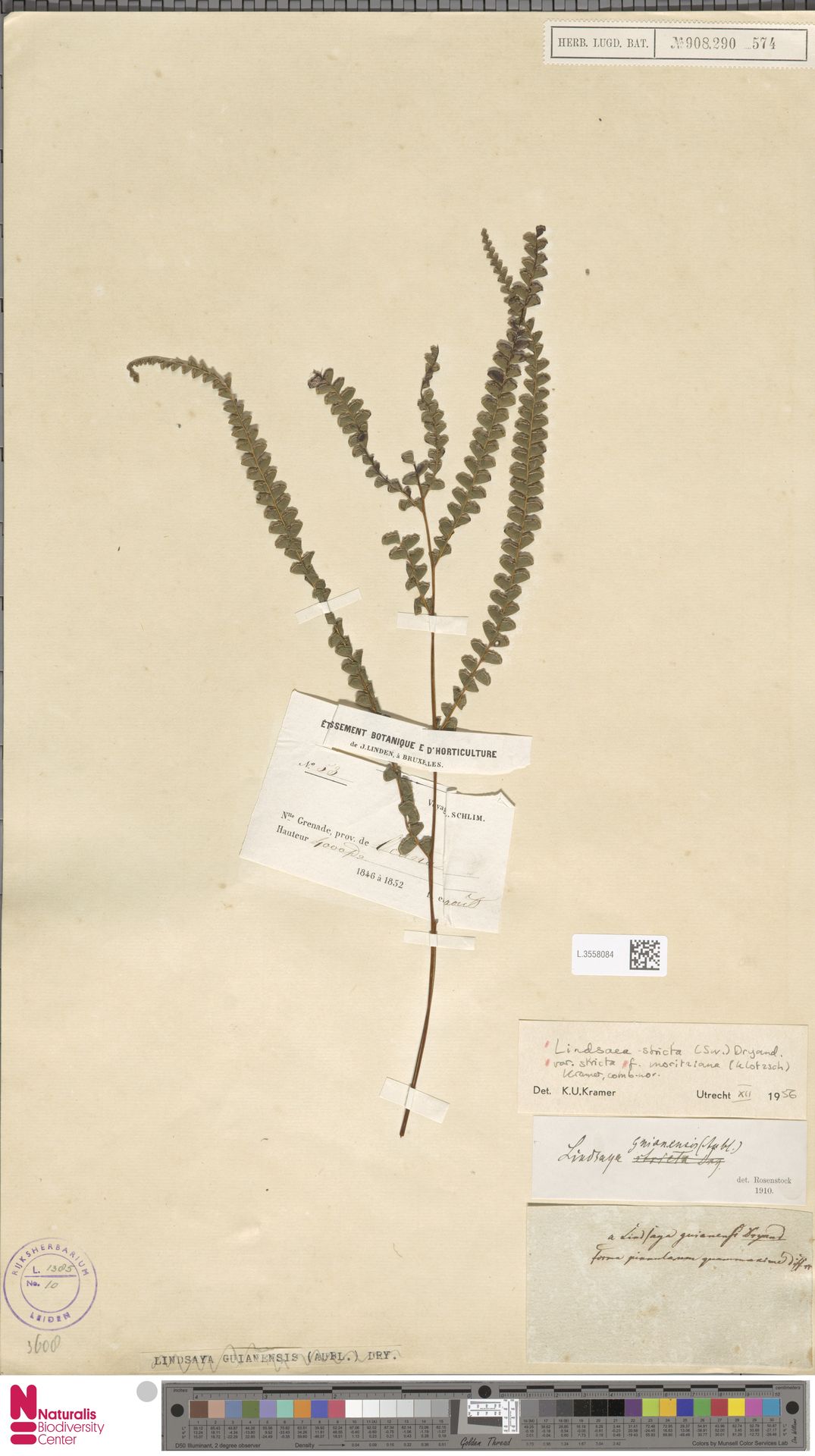 Lindsaea guianensis subsp. guianensis image