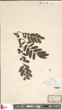 Image of Lomariopsis jamaicensis
