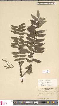 Lomagramma brooksii image