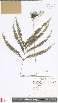 Lindsaea lobata image