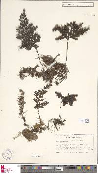 Hymenophyllum badium image