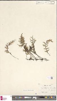 Hymenophyllum caudiculatum image