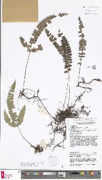 Image of Lindsaea monocarpa