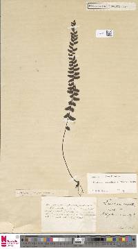 Image of Lindsaea gueriniana