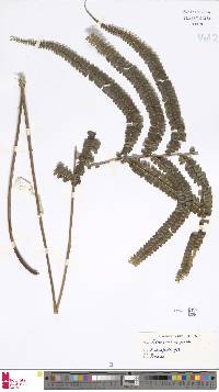 Lindsaea napaea image
