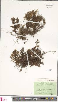 Hymenophyllum exsertum image