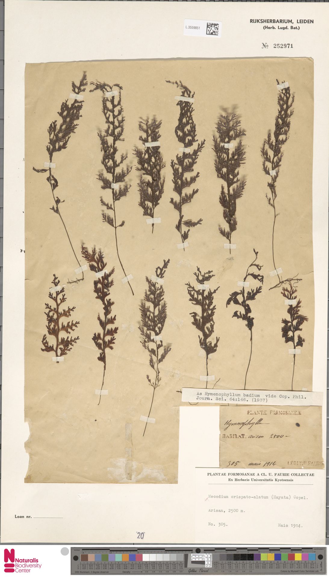 Hymenophyllum crispatoalatum image