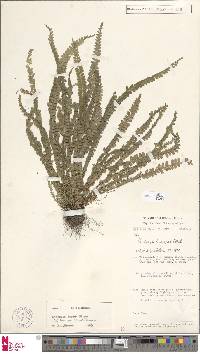 Lindsaea brevipes image