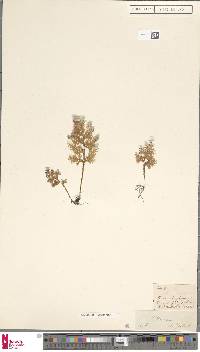 Hymenophyllum flexuosum image