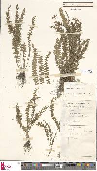 Lindsaea lucida image