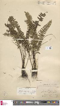 Lindsaea ovata image