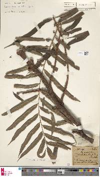 Lomariopsis spectabilis image