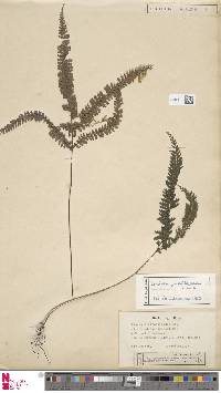 Image of Lindsaea kingii