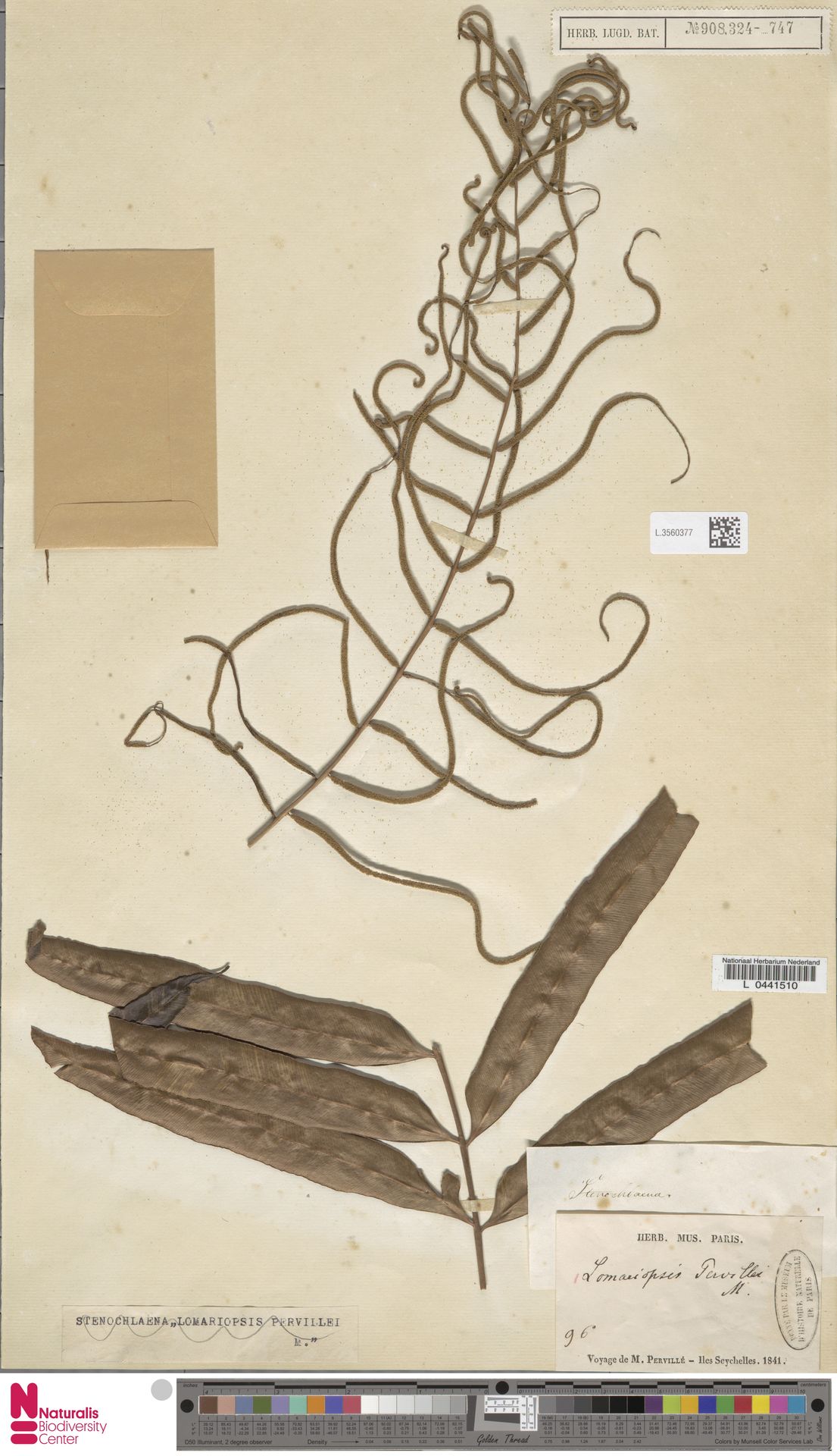 Lomariopsis pervillei image