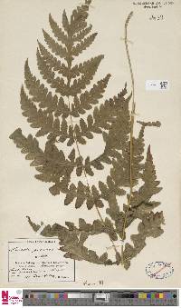 Blotiella pubescens image