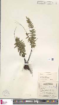 Lindsaea ovata image