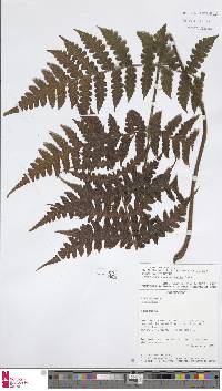 Lonchitis occidentalis image