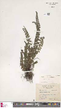 Lindsaea orbiculata image