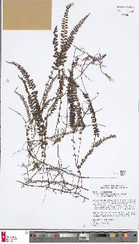 Lindsaea pulchella var. blanda image