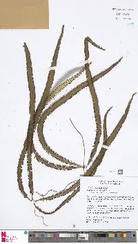 Lygodium versteegii image