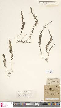 Lindsaea pulchella var. blanda image