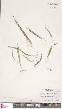 Lindsaea pulchella image