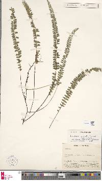 Lindsaea pulchella image