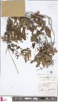 Lygodium reticulatum image