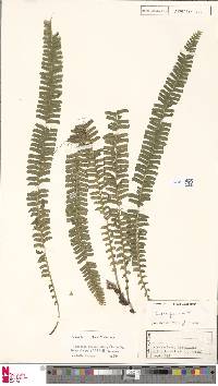 Lindsaea pectinata image