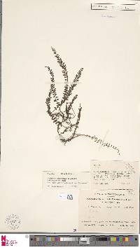 Lindsaea pulchella var. blanda image