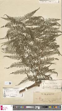 Macrothelypteris polypodioides image