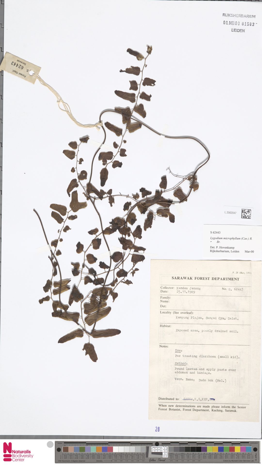 Lygodium microphyllum image