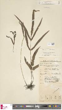 Lindsaea ensifolia image