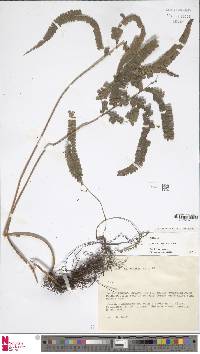 Lindsaea borneensis image