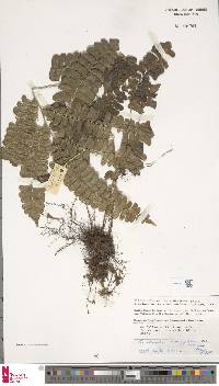 Lindsaea doryphora image