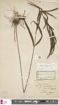 Lindsaea ensifolia image