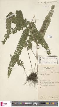Image of Lindsaea azurea