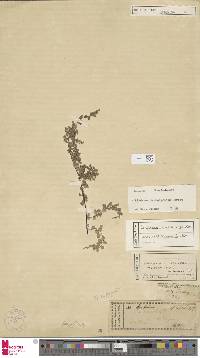 Lindsaea cambodgensis image