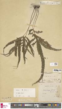 Lindsaea borneensis image