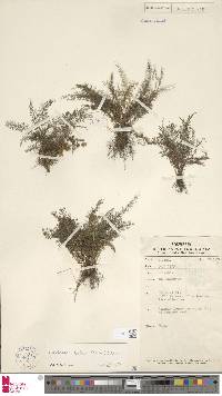 Lindsaea bakeri image