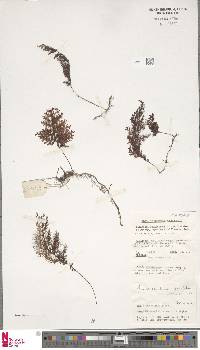 Hymenophyllum serrulatum image