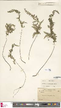 Lindsaea cambodgensis image