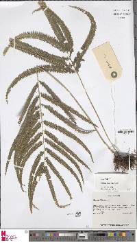 Lindsaea borneensis image