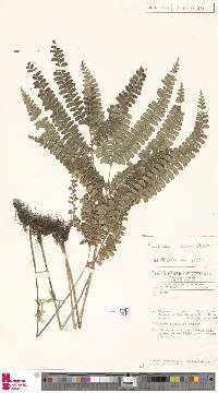 Lindsaea azurea image