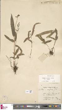 Lindsaea ensifolia image