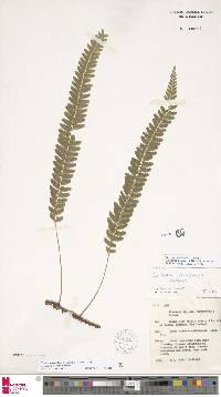 Lindsaea chrysolepis image