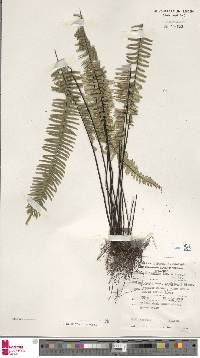 Lindsaea divergens image