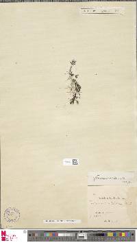 Hymenophyllum nitidulum image